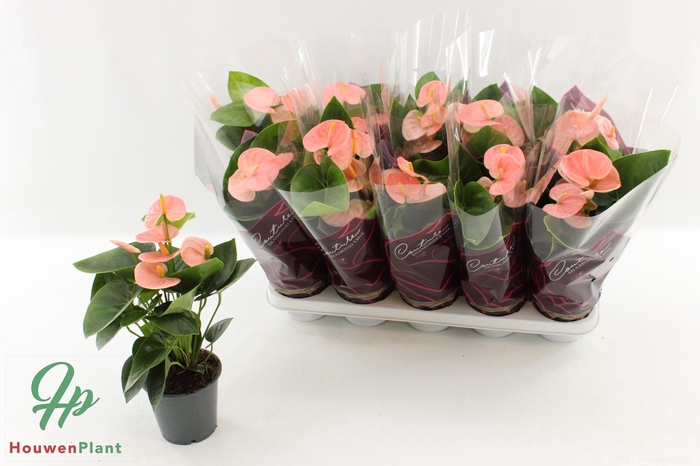 <h4>ANTHU AN SPIRIT</h4>