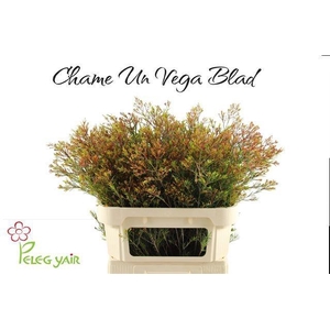 CHAME UN VEGA BLAD