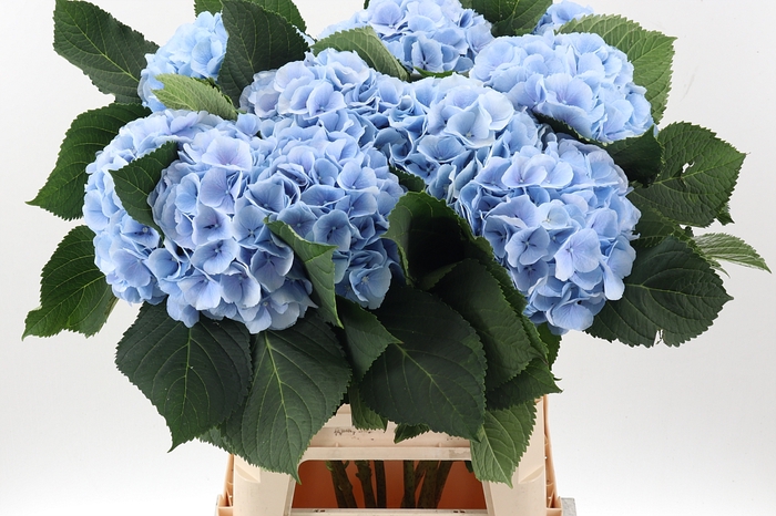 <h4>Hydr M Ch Verena Bl</h4>