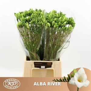 Freesia enk Alba River