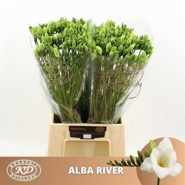 <h4>Freesia enk Alba River</h4>