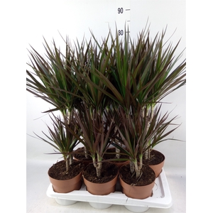 Dracaena marg. 'Magenta'