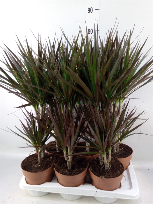 <h4>Dracaena marg. 'Magenta'</h4>