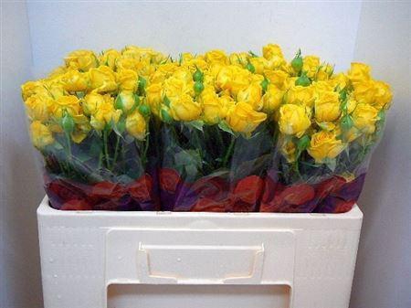 <h4>R Tr Tarantella</h4>