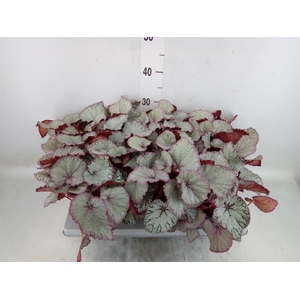 Begonia BD 'Hawaiian Silver'