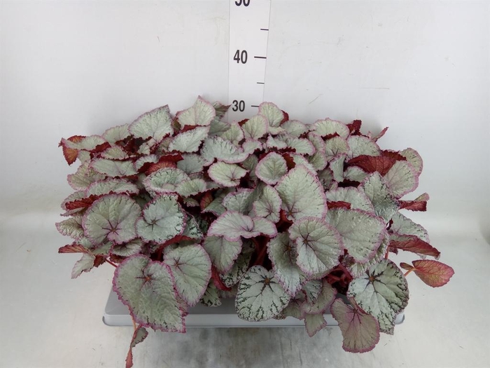 <h4>Begonia BD 'Hawaiian Silver'</h4>