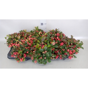 Gaultheria proc.