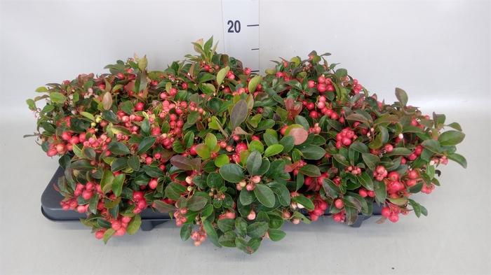 Gaultheria proc.