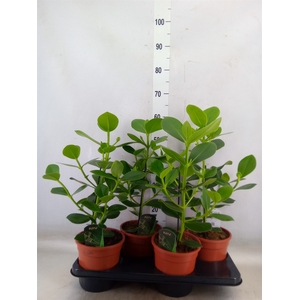 Clusia rosea 'Princess'