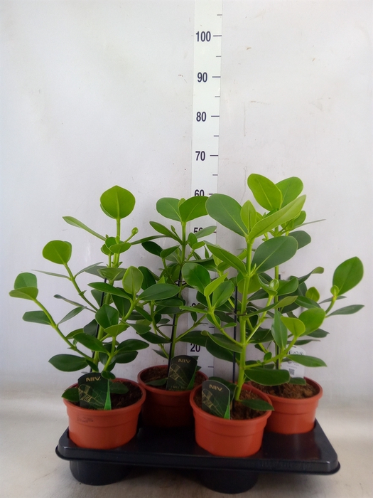 <h4>Clusia rosea 'Princess'</h4>