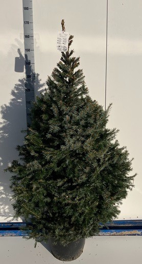 <h4>PICEA OMORIKA</h4>