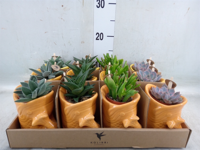 <h4>Succulents   ...mix 3</h4>