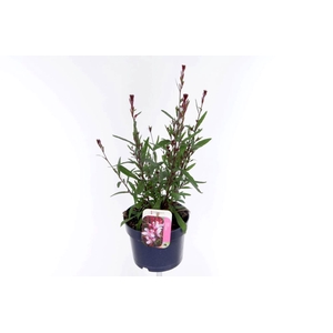 Gaura lind. Geyser Pink
