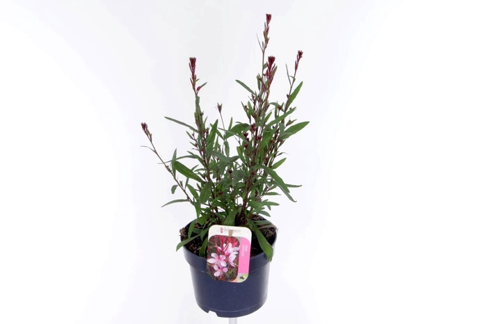 <h4>Gaura lind. Geyser Pink</h4>