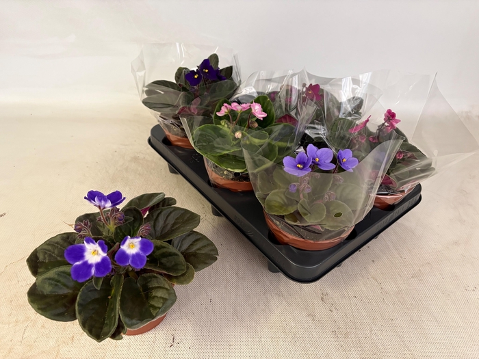 <h4>SAINTP GEM 6 KL</h4>