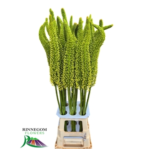 EREMURUS BOLERO