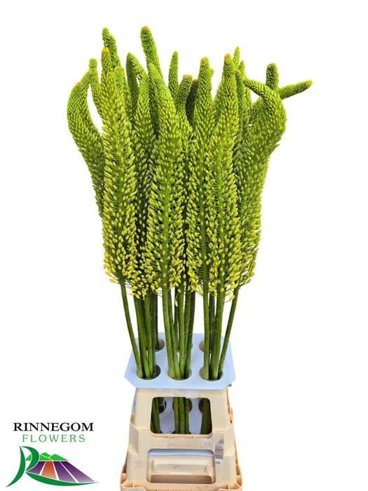 <h4>EREMURUS BOLERO</h4>