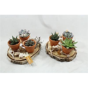 2108 SCHORS T.C POTJES SCHELP