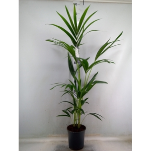 Howea forsteriana
