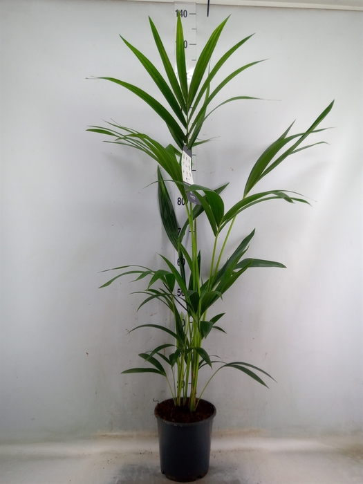 <h4>Howea forsteriana</h4>
