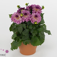 DAHL D LAB GR ROSE