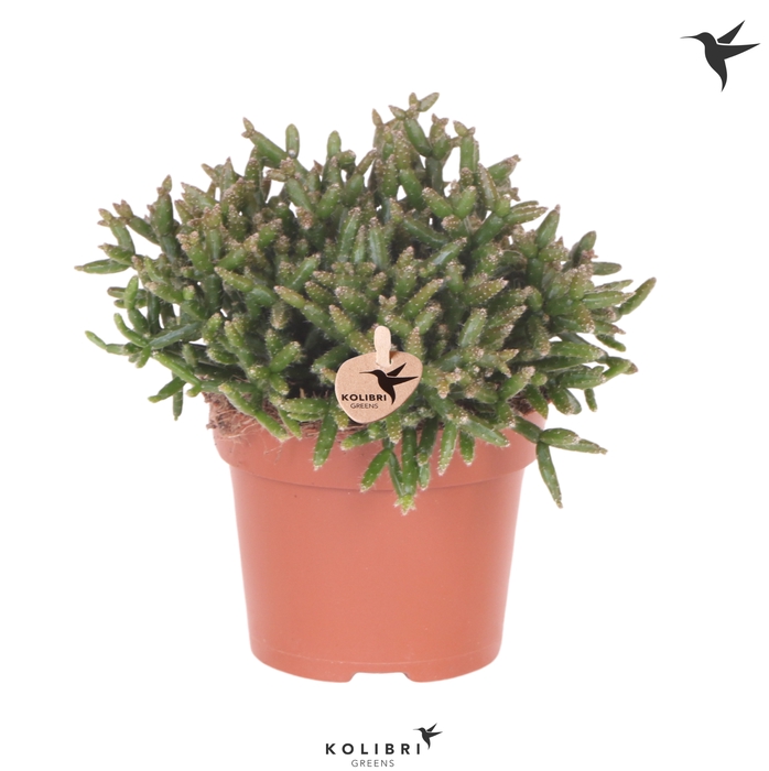 <h4>Rhipsalis Burchelli</h4>