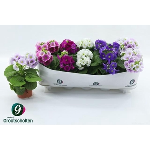 PRIM OB SWEETK A GEM