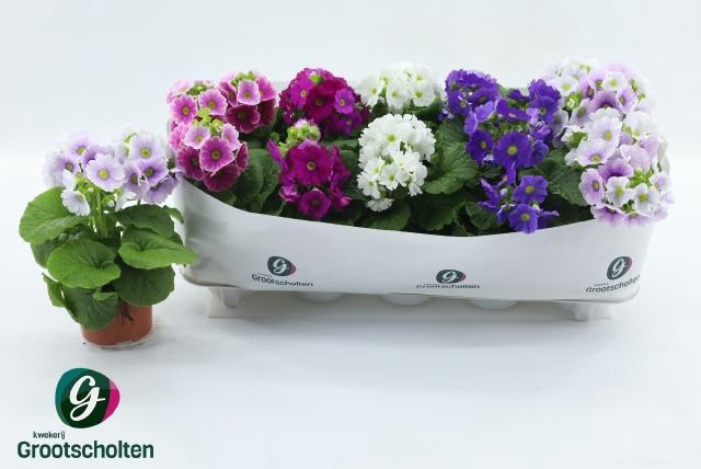 <h4>PRIM OB SWEETK A GEM</h4>