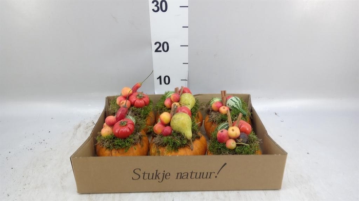 <h4>Cucurbita</h4>