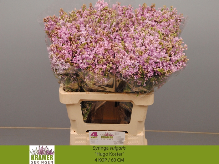 <h4>SYR V HUGO KOSTER</h4>