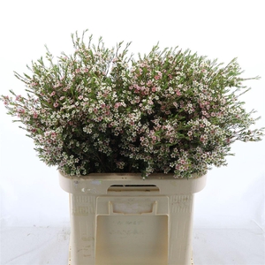 Chamelaucium My Sweet Sixteen