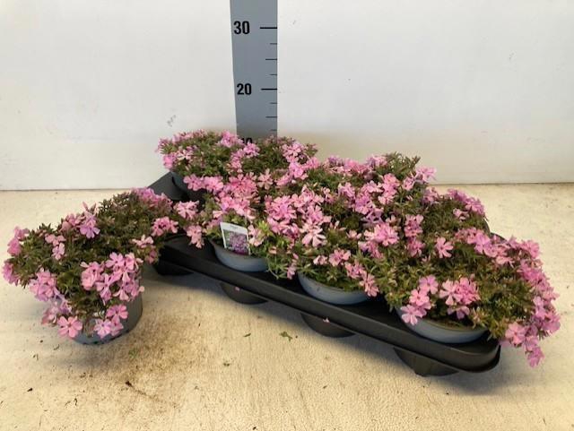 <h4>PHLOX SUBULATA ROSA</h4>