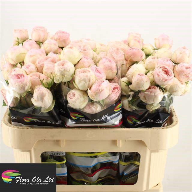 <h4>R TR MANSFIELD PARK</h4>