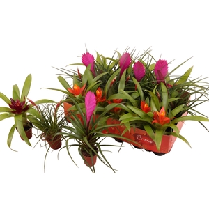 BROMELIA GEM