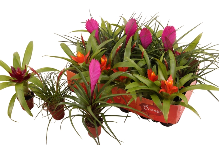 <h4>BROMELIA GEM</h4>
