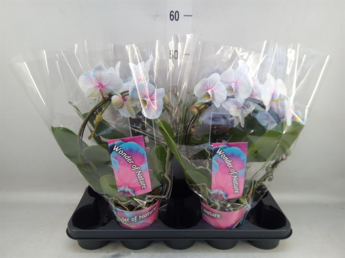 <h4>Phalaenopsis   ...</h4>