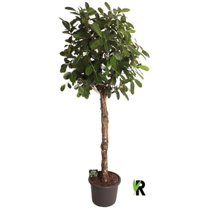 Ficus microcarpa Smile stam