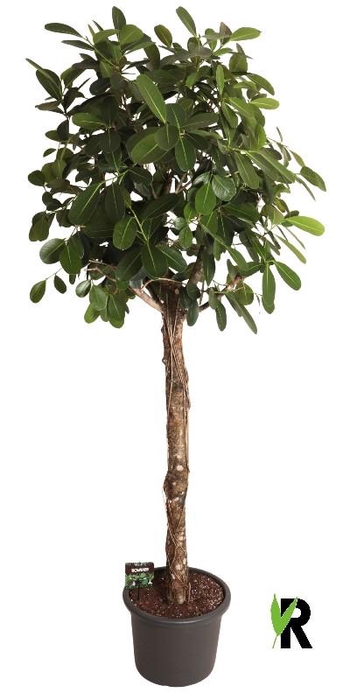<h4>Ficus microcarpa Smile stam</h4>