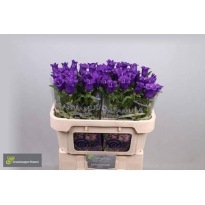 CAMP M CHAMPION BLUE