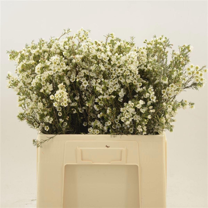 <h4>CHAME CRYSTAL PEARL</h4>