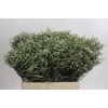 Limonium sinensis Clear Diamond