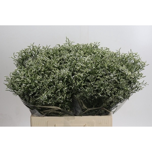 Limonium sinensis Clear Diamond