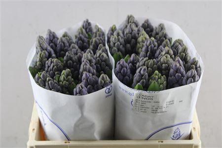 <h4>Hyac Minos (de Wit)</h4>