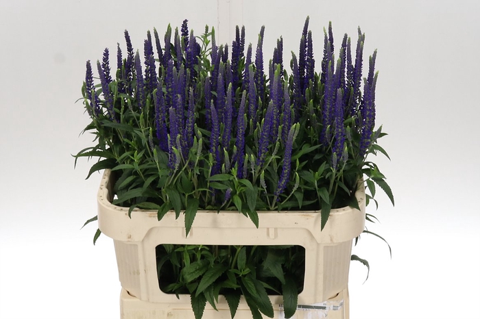 <h4>Veron Pauline Blue 75</h4>