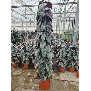 Cissus discolor Floramagic Violet V