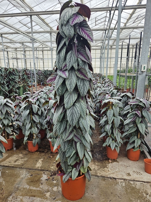 Cissus discolor Floramagic Violet V