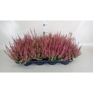 Calluna vulg. 'Garden G Martina'