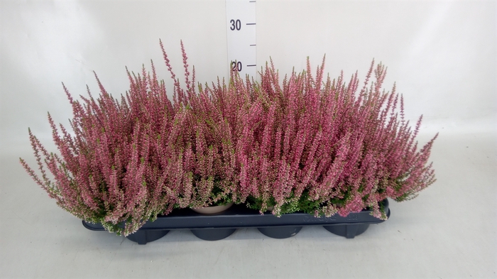 <h4>Calluna vulg. 'Garden G Martina'</h4>