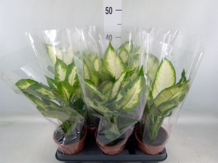 <h4>Dieffenbachia  'Camilla'</h4>