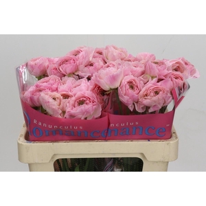 Ranunculus as Romance Maritime